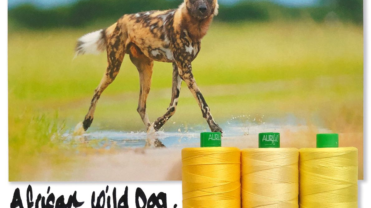 Meet the African Wild Dog