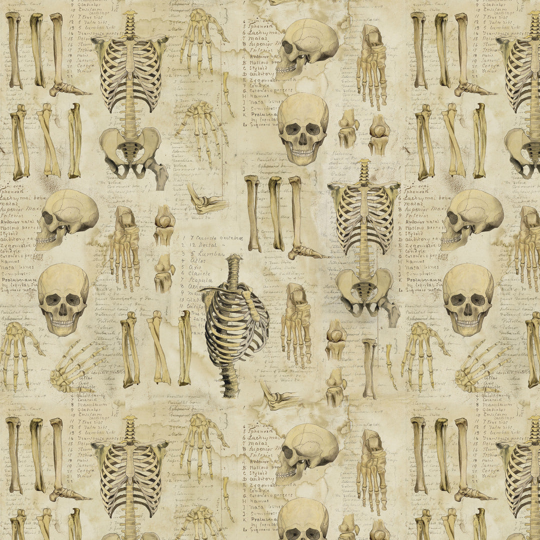 TIM HOLTZ - LABORATORY - Anatomy Canvas, Neutral