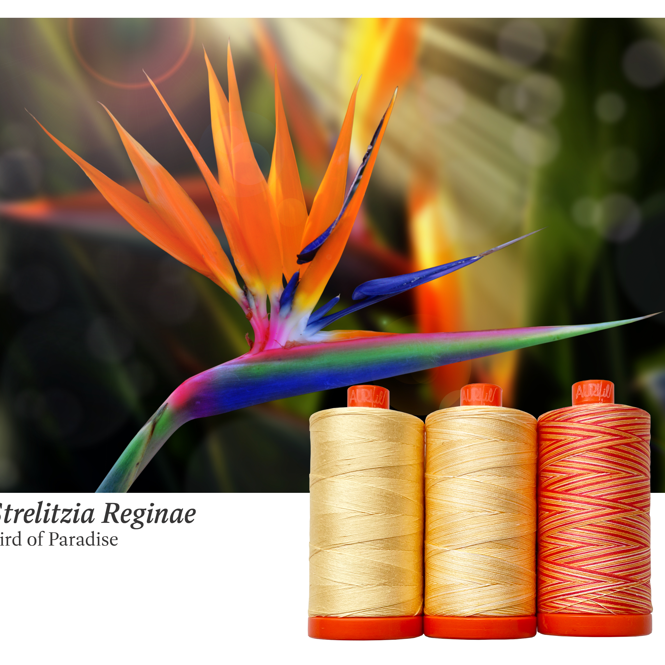 AURIFIL - Thread Color Builder 2022: July Bird of Paradise - Strelitzia reginae - Artistic Quilts with Color