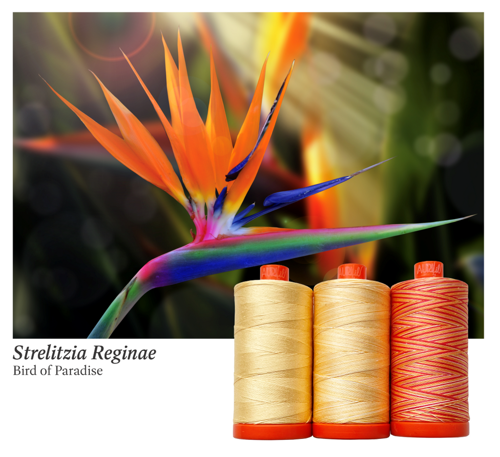 AURIFIL - Thread Color Builder 2022: July Bird of Paradise - Strelitzia reginae