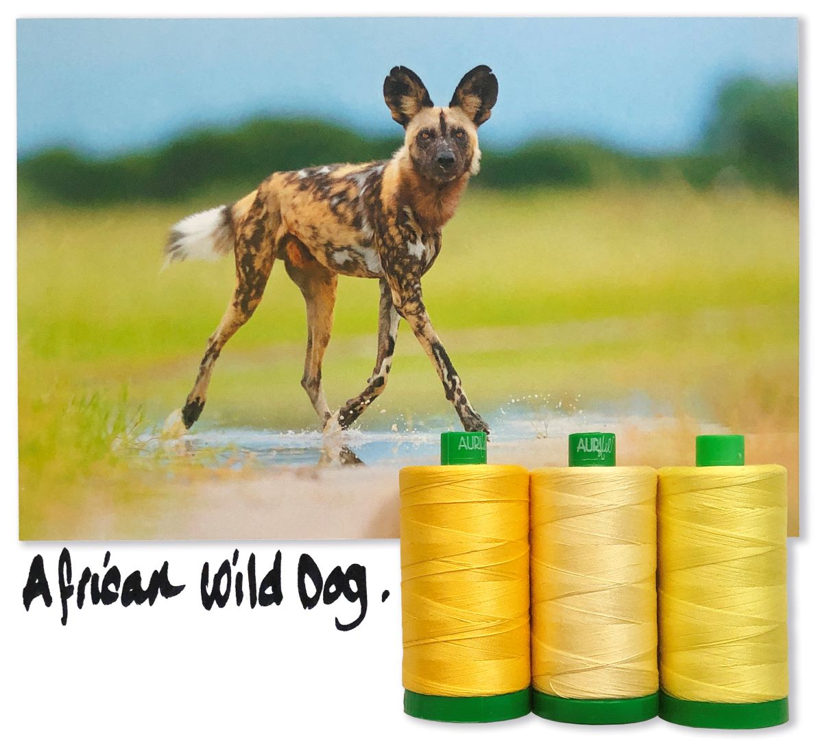 Meet the African Wild Dog