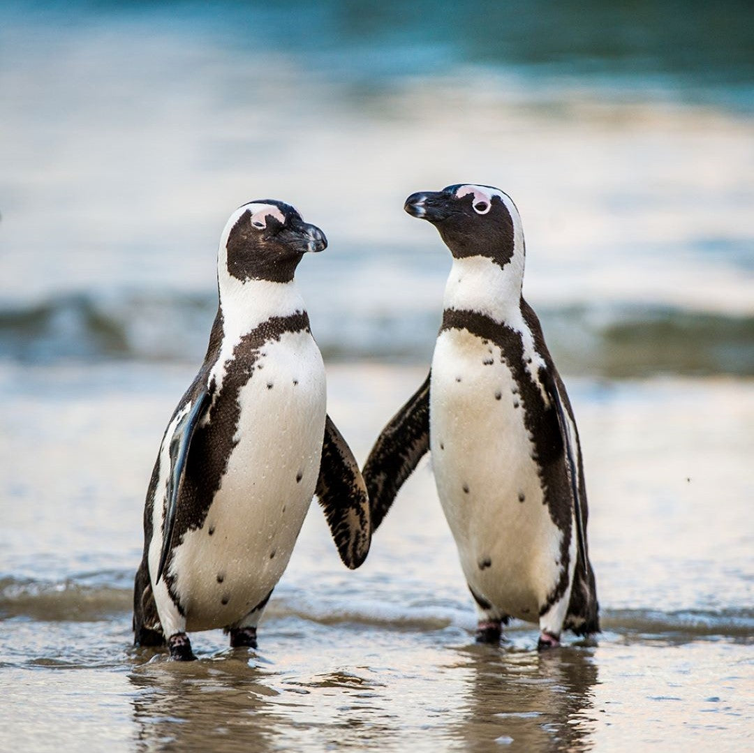 AURIFIL - Thread Color Builder 2021: December - African Penguin - Artistic Quilts with Color