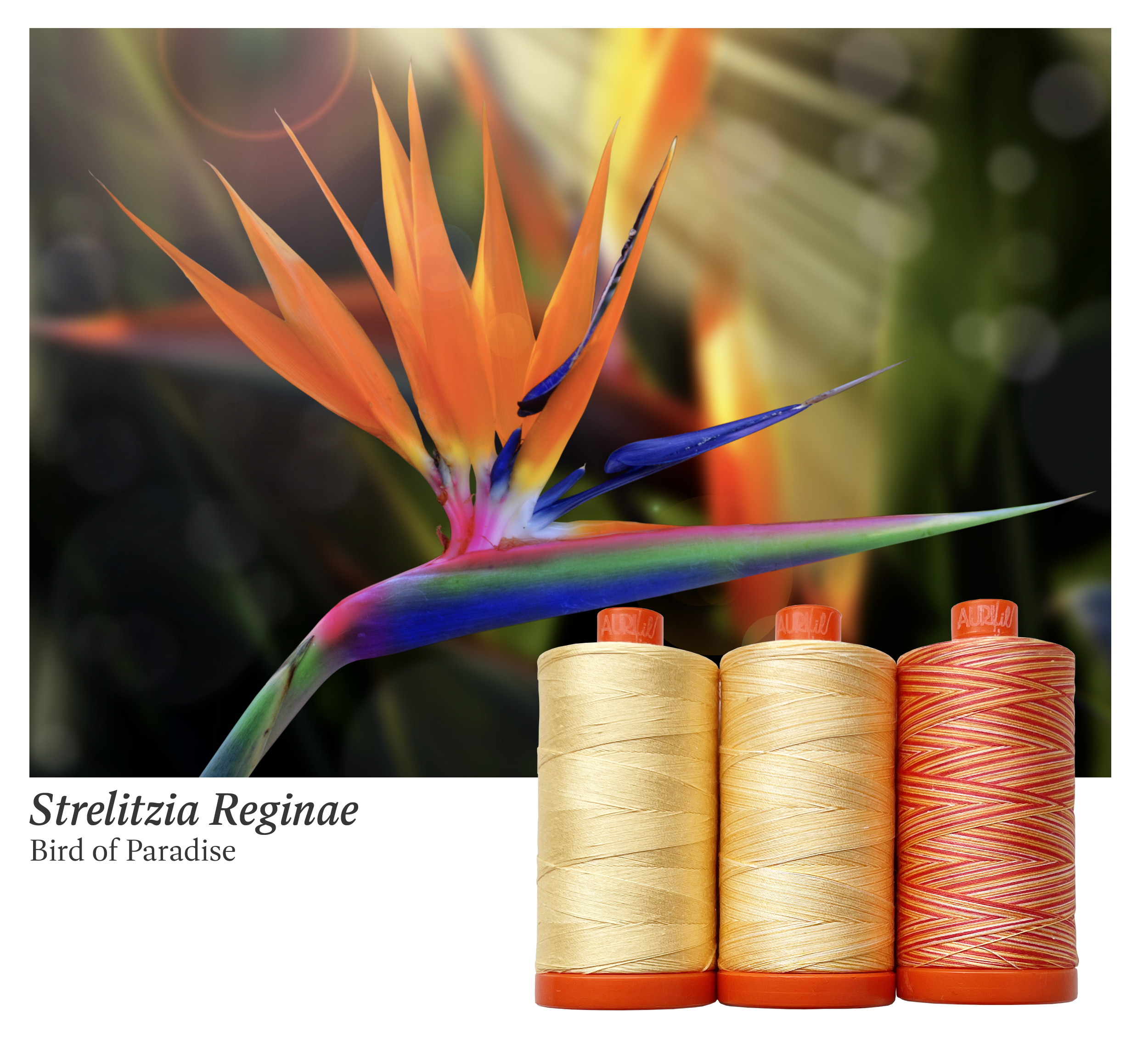 AURIFIL - Thread Color Builder 2022: July Bird of Paradise - Strelitzia reginae - Artistic Quilts with Color